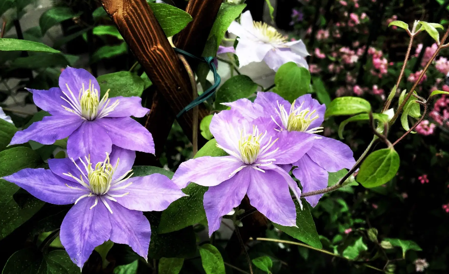 适合自家小院种的花