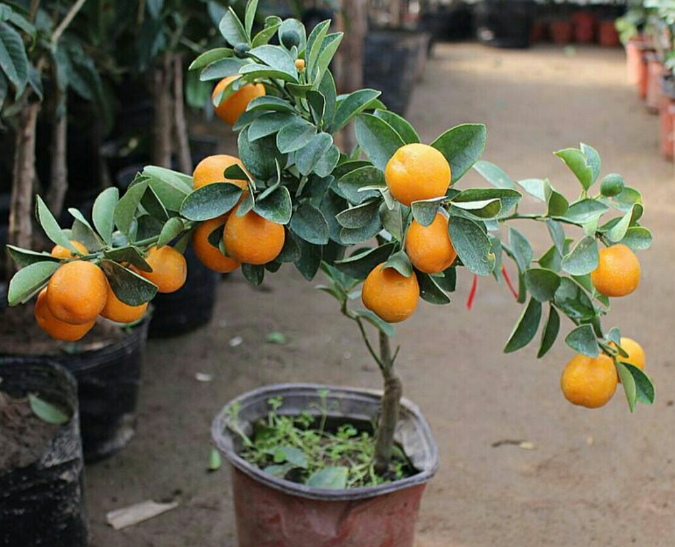 盆景金桔什么时候开花结果