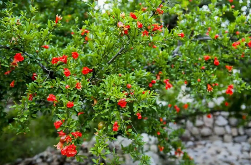 种石榴树用什么土比较好