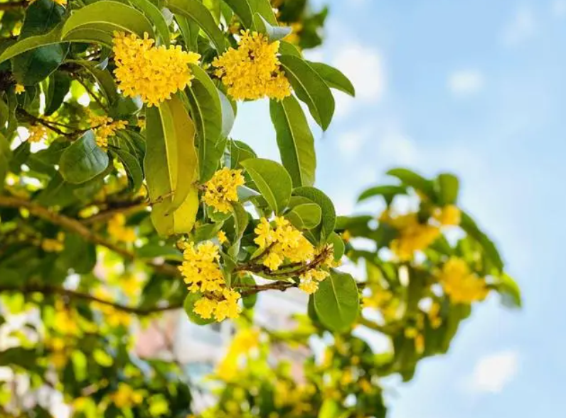 桂花树用什么肥料养才长得好