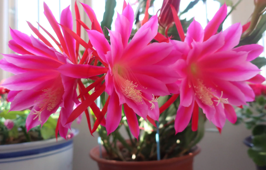 令箭荷花怎么才能开花