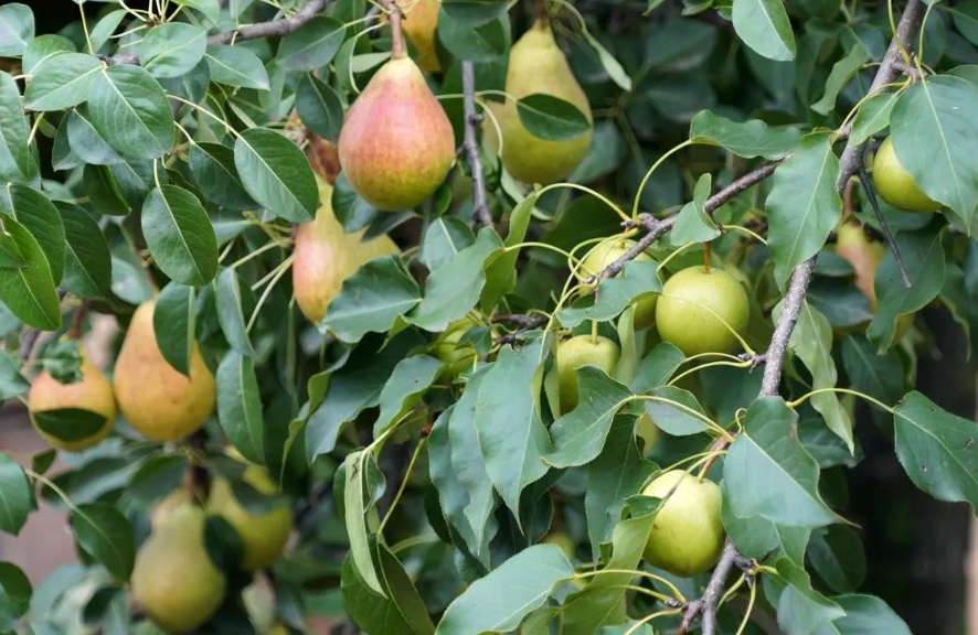梨树什么时候种植最佳