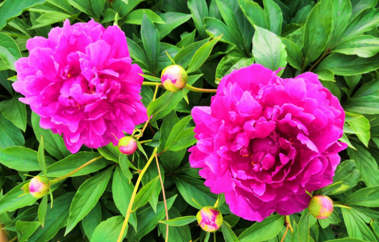 芍药的花期是几月