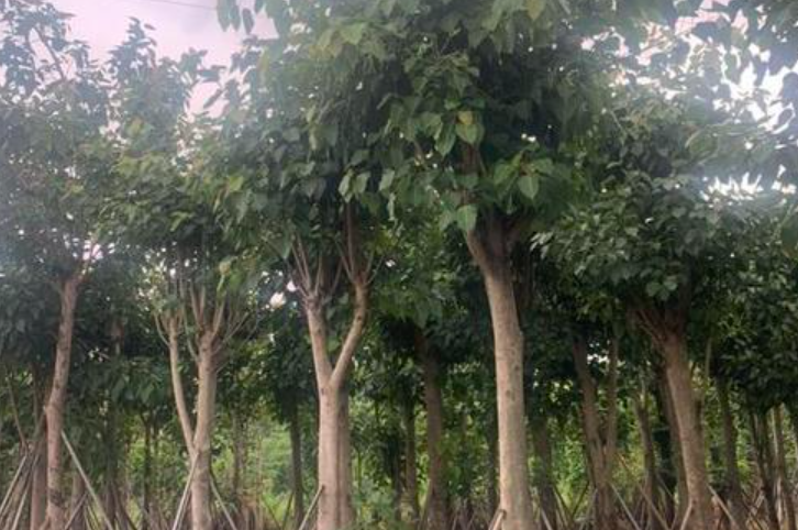 榕树掉叶是什么原因