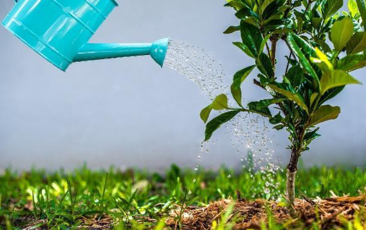 用雨水浇花好不好