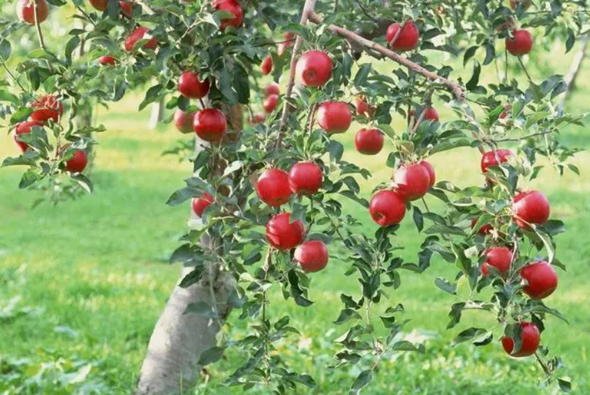 苹果树夏季追肥用什么肥料