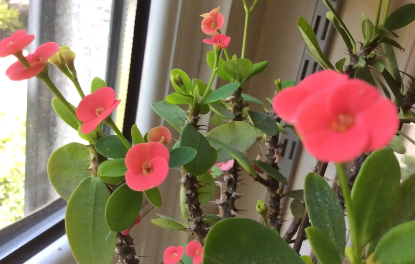 骨刺花对人体有害吗