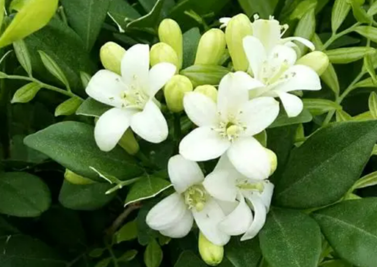 十里香花的功效与作用