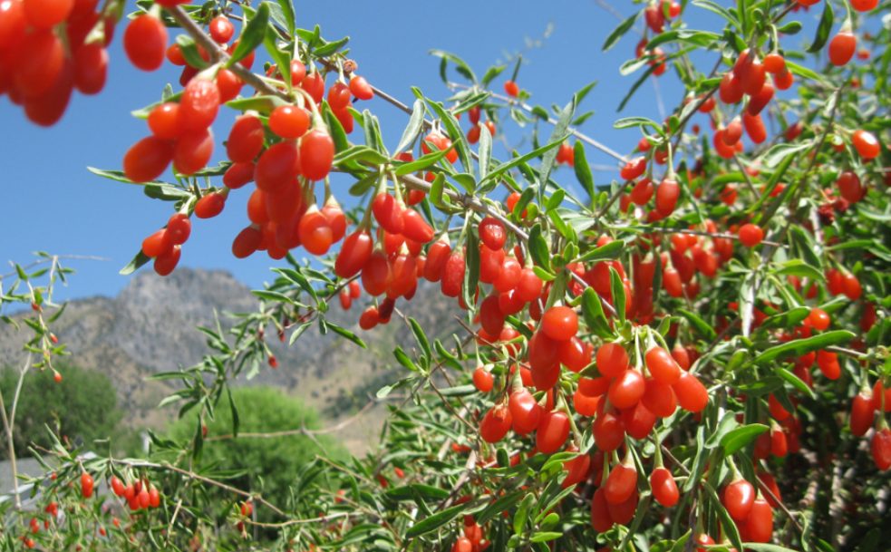 枸杞树什么时候移栽最好