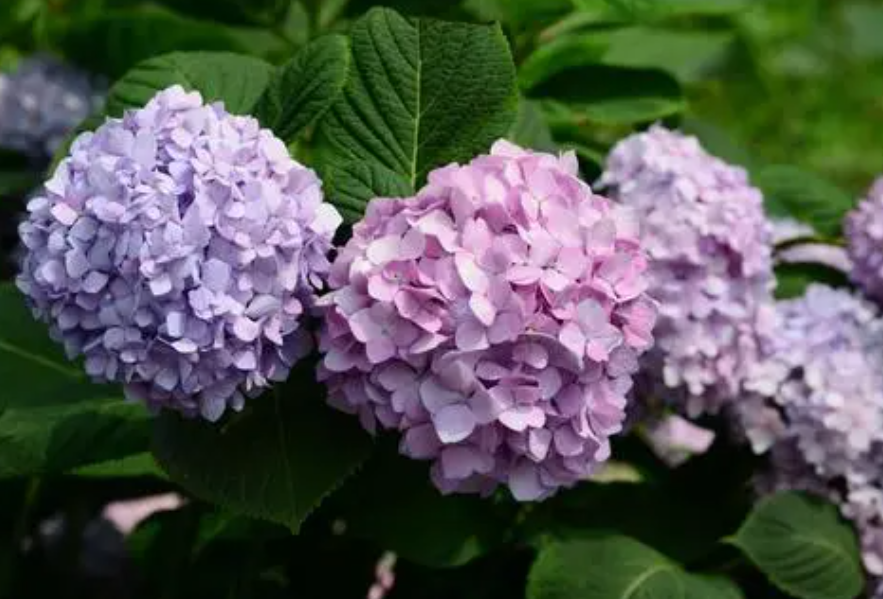 八仙花和绣球花的区别