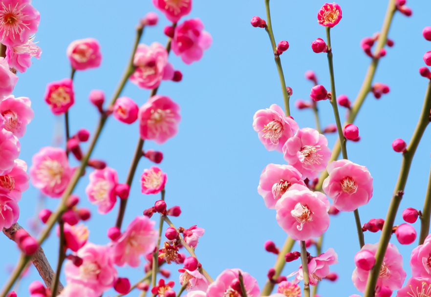 梅花的养殖方法盆栽