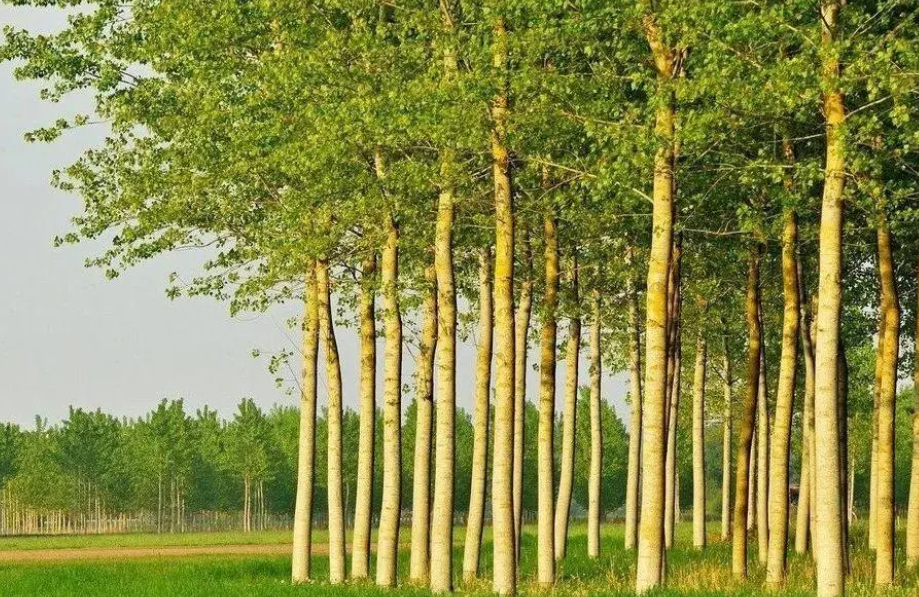 杨树什么季节种植