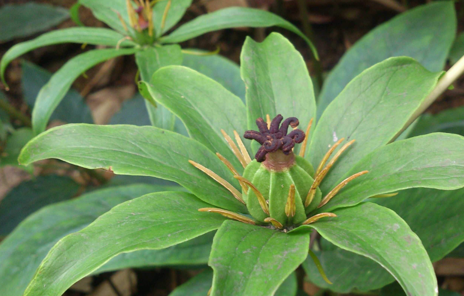 野生七叶一枝花有几种