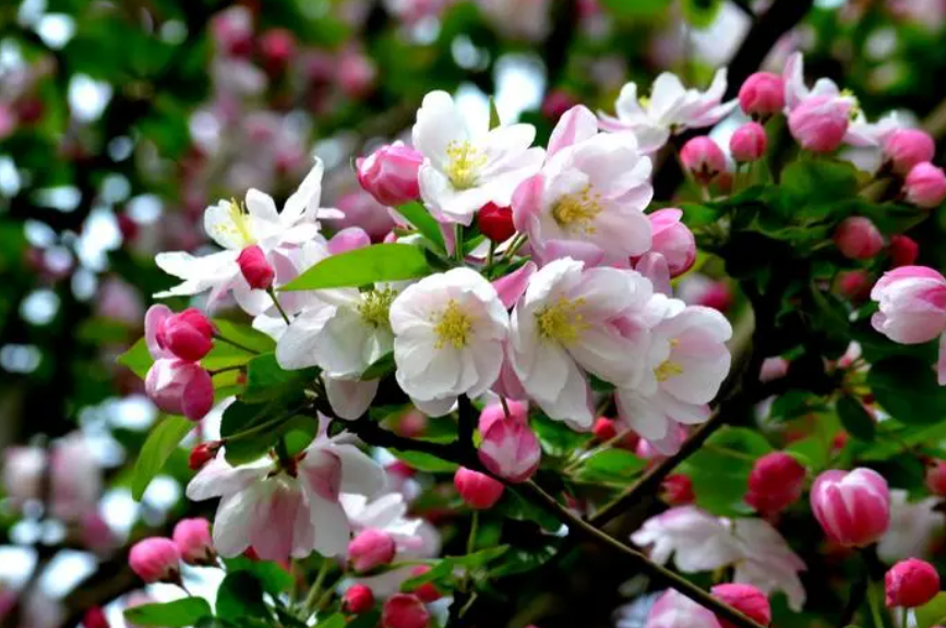 海棠花在冬天可以换盆吗