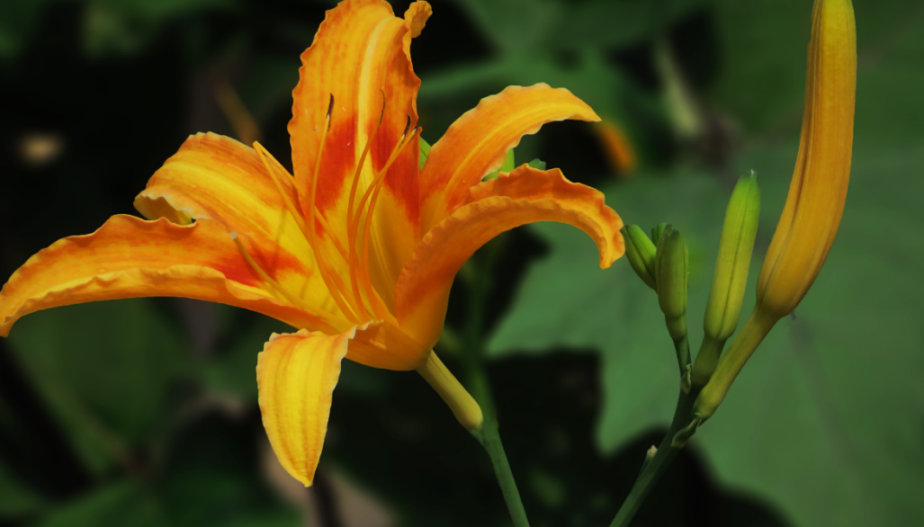 黄花菜能活多少年