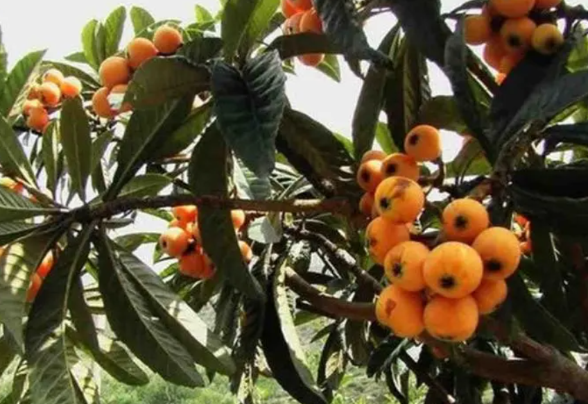 枇杷树喜欢什么环境