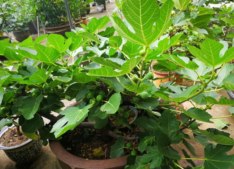 盆栽无花果的注意事项