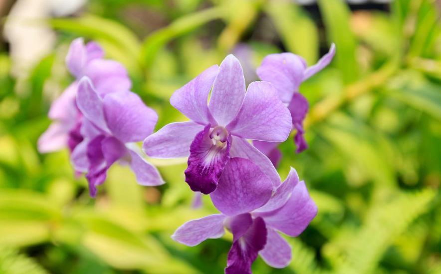 不怕冻的兰花品种