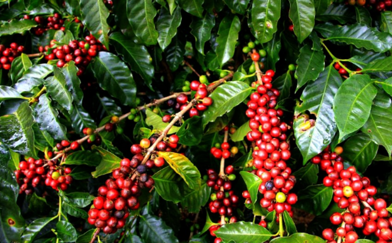 一颗咖啡树需要花费多少年