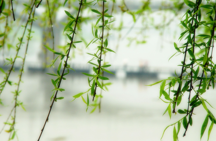 柳树适合栽在家的哪里