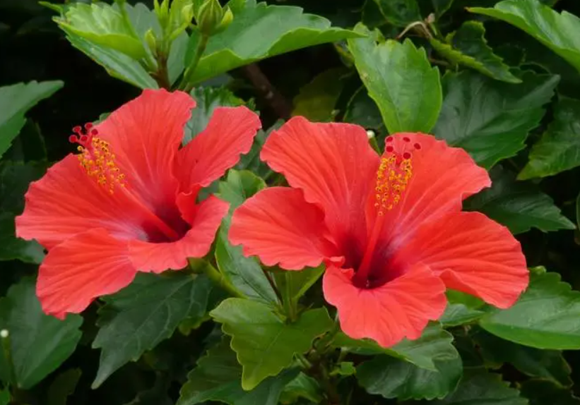 扶桑花的寓意和禁忌