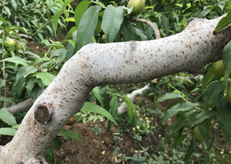 桃树干里面有虫怎么治疗