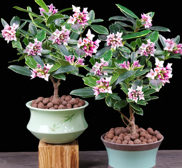 冬天盆栽花卉如何过冬