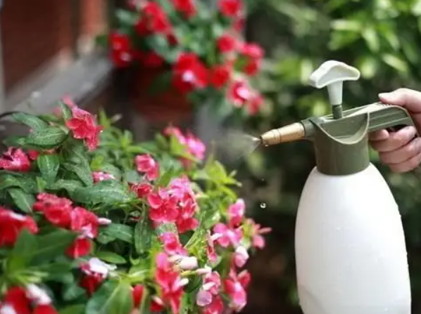 啤酒浇花的正确方法如下