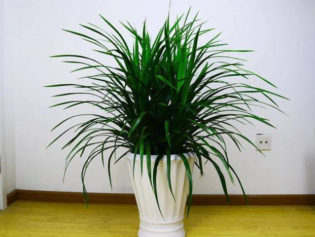 龙须树需要修剪吗