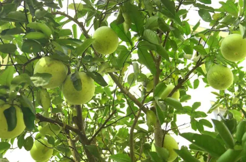 柚子树的病虫害防治