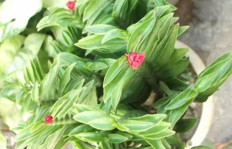 玉蜻蜓花适合放家里吗