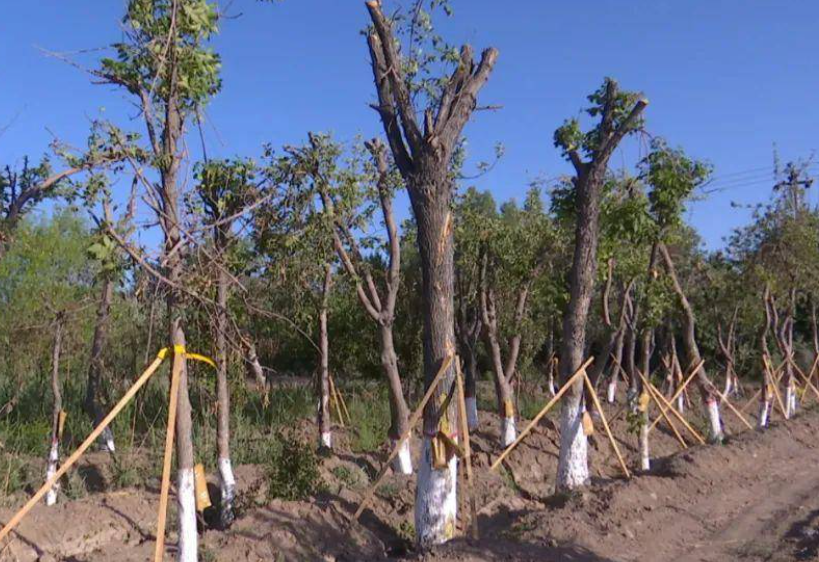 移栽树木怎样提高成活率高