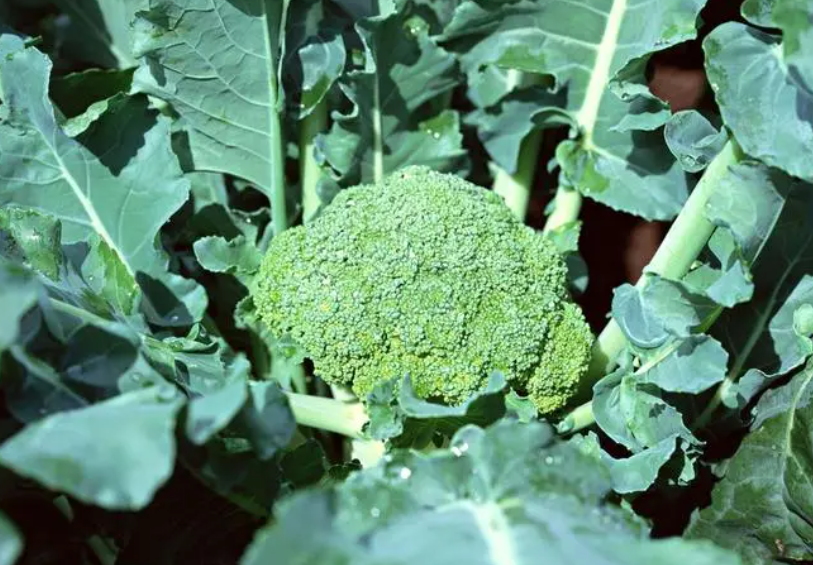 西兰花100种子价格表