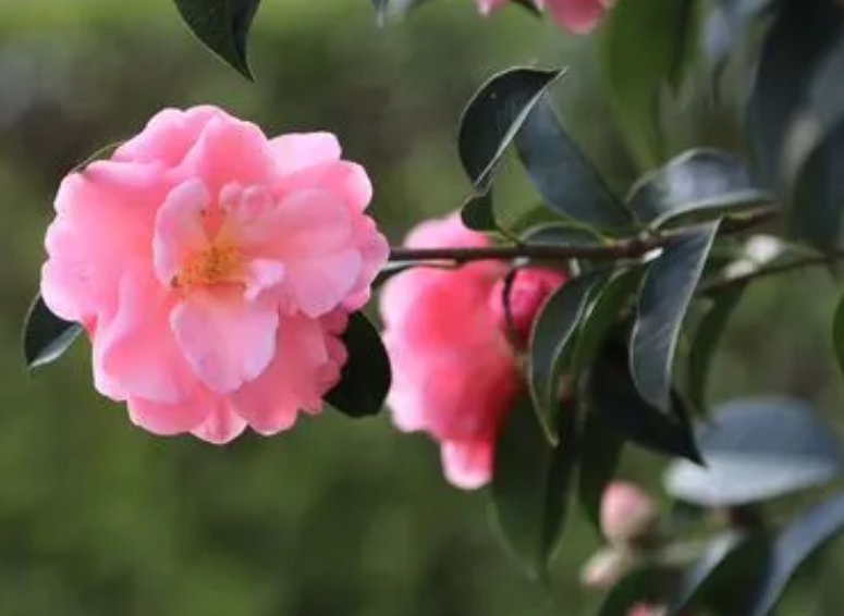 茶花的养殖方法和注意事项 盆栽