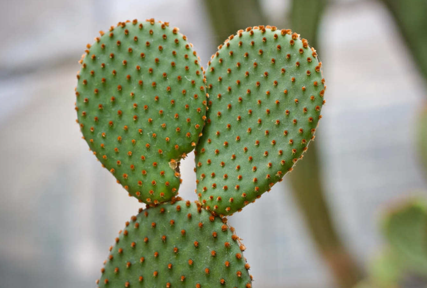 家庭最容易养的花