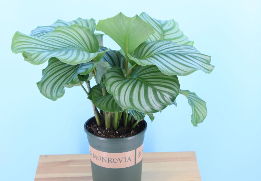 特大盆景花盆90至1米