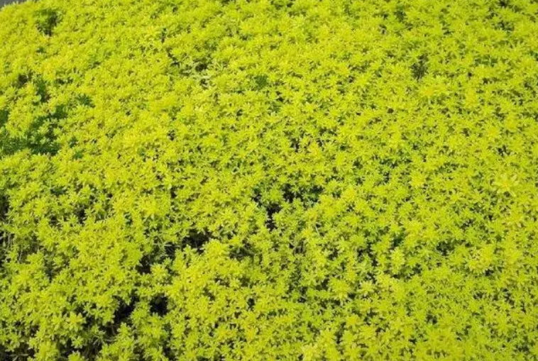 黄金满地花怎么养殖方法