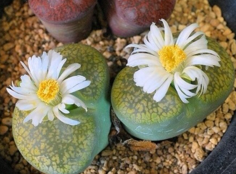 生石花种子长得快吗