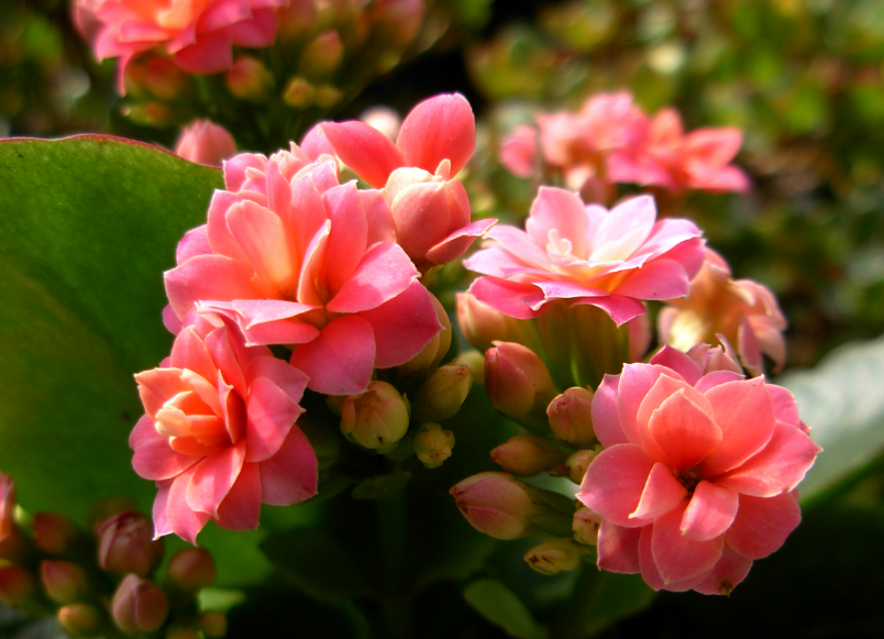 长寿花直接插土里能活吗