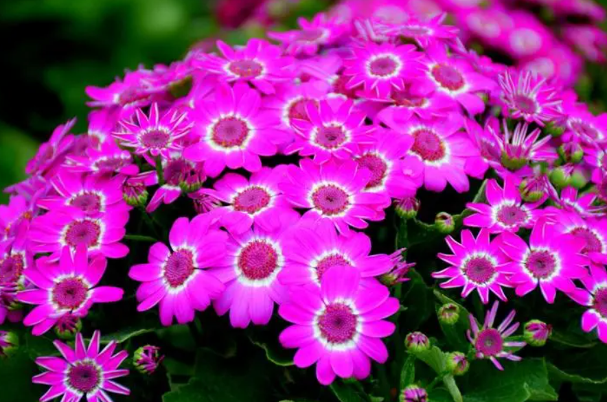 瓜叶菊是四季开花吗