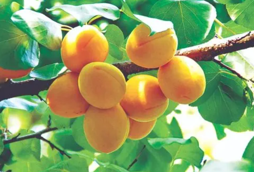 门口栽杏树有什么讲究吗