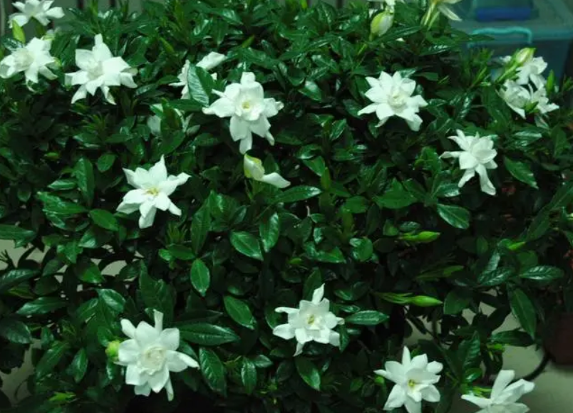 牡丹栀子花养殖与注意事项