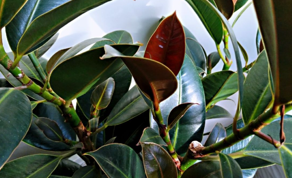 橡皮和橡皮树嫁接的方法