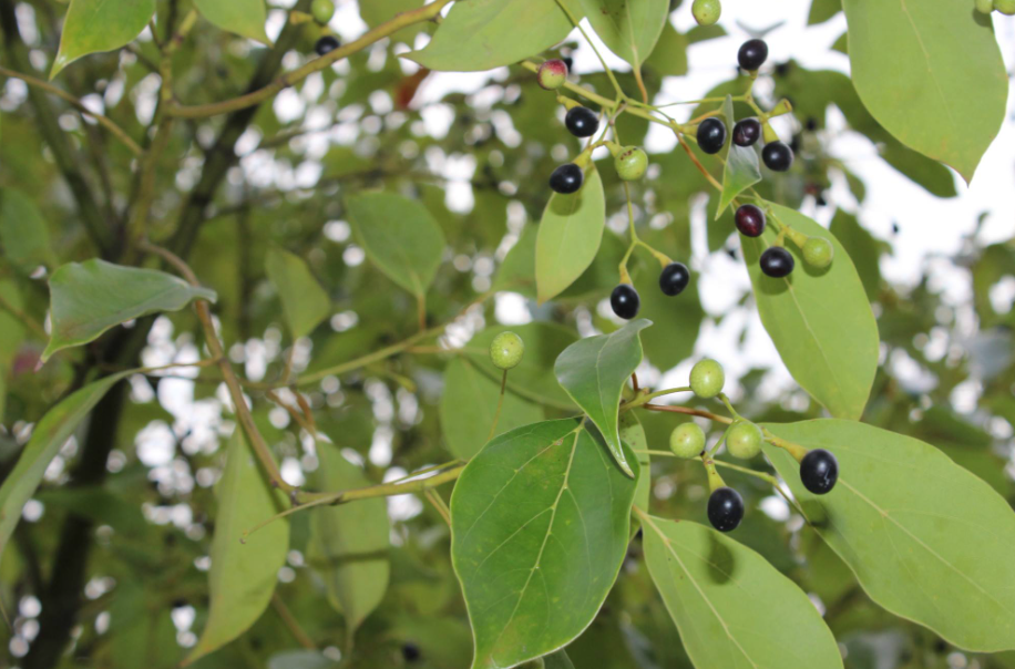 香樟树叶烧成灰能种菜吗