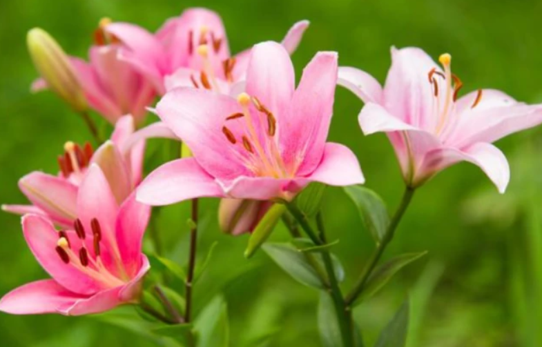 香水百合种球种下后多久开花