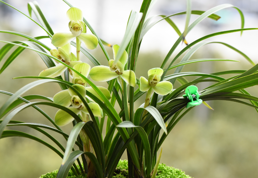 兰花重新上盆多长时间可以浇水