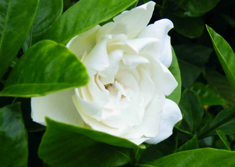 栀子花花期过后需要修剪吗