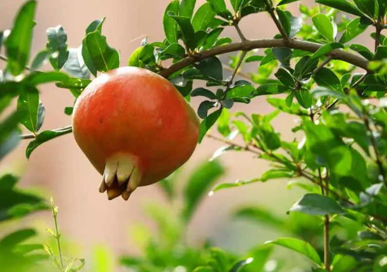 石榴树如何剪枝才能高产