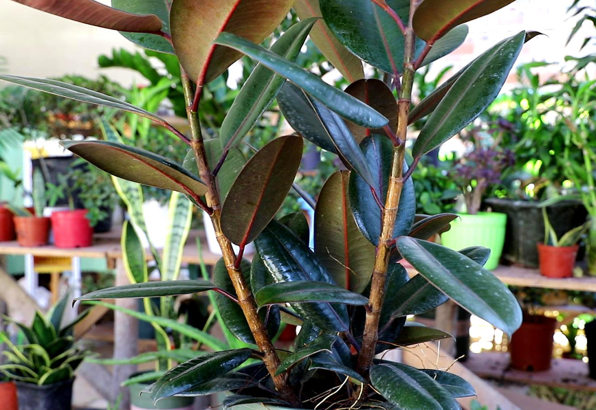 橡皮树有毒吗能家中养吗