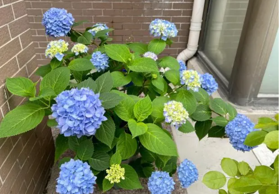 养无尽夏用什么材质的花盆